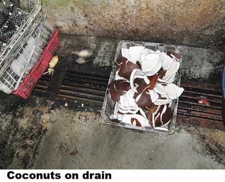coconut-on-drain