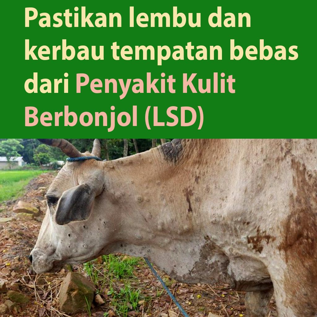 Lsd lembu Malaysia gantung