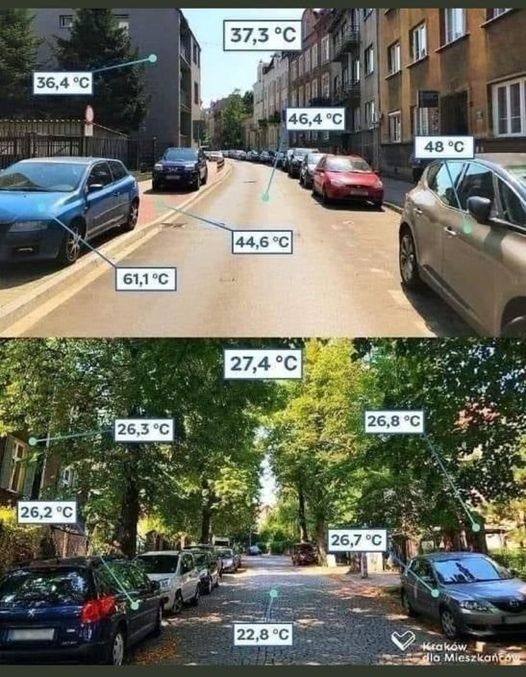 Trees Keep Cities Cool Consumers Association Penang