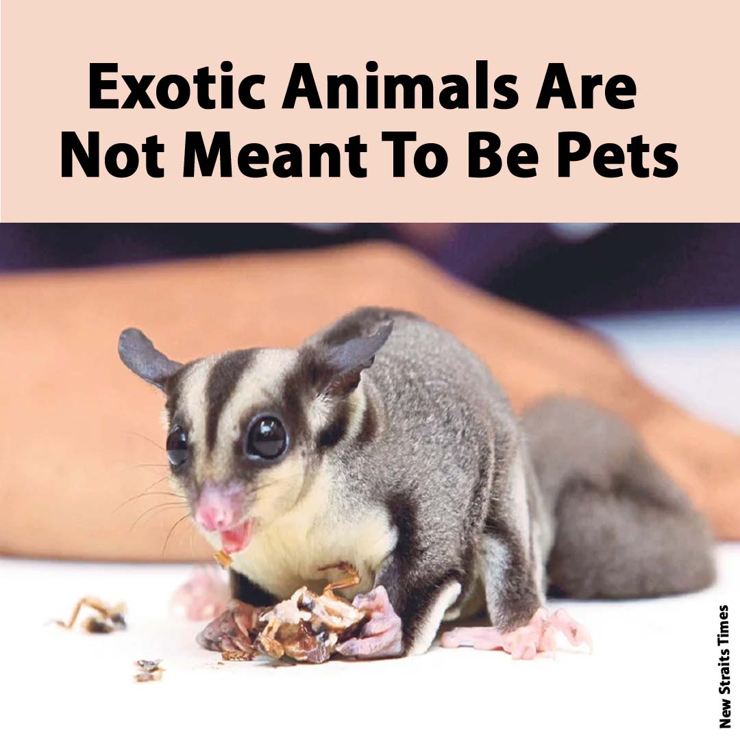 Exotic Animals Are Not Meant To Be Pets – Consumers Association Penang