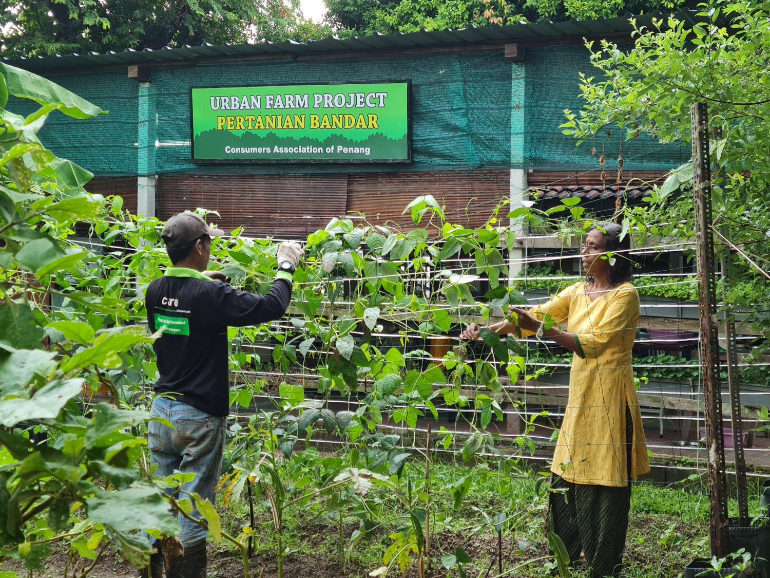 CAP staff Saraswathi & Zahari tending to a variety of plants at CAP's urban farm.