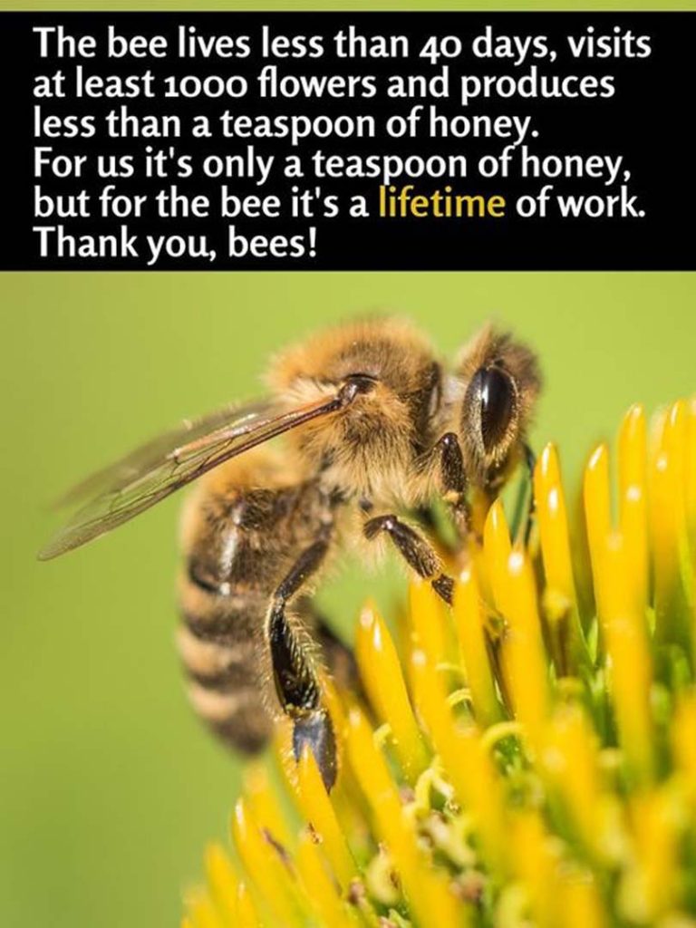 BE-E THANKFUL TO THIS SMALL INSECT WITH A BIG SACRIFICE – Consumers ...