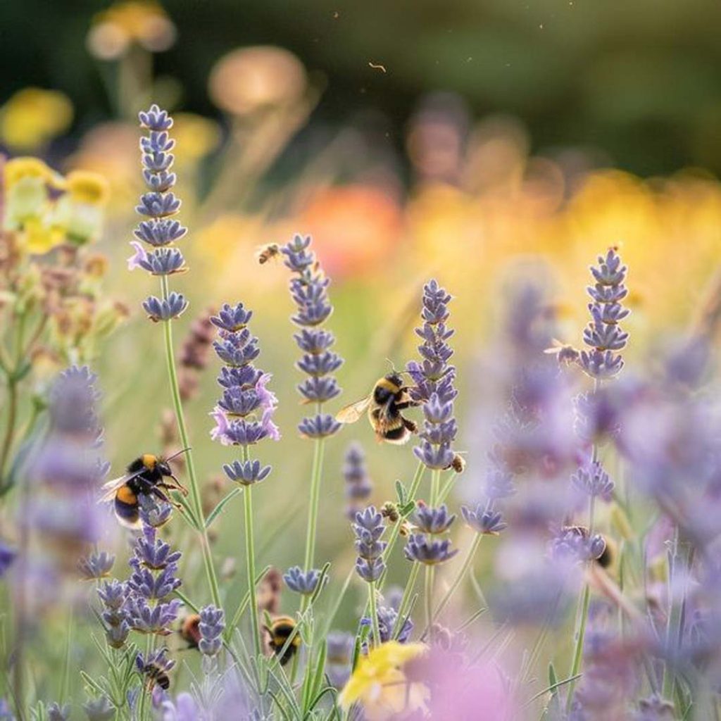 BE-E THANKFUL TO THIS SMALL INSECT WITH A BIG SACRIFICE – Consumers ...