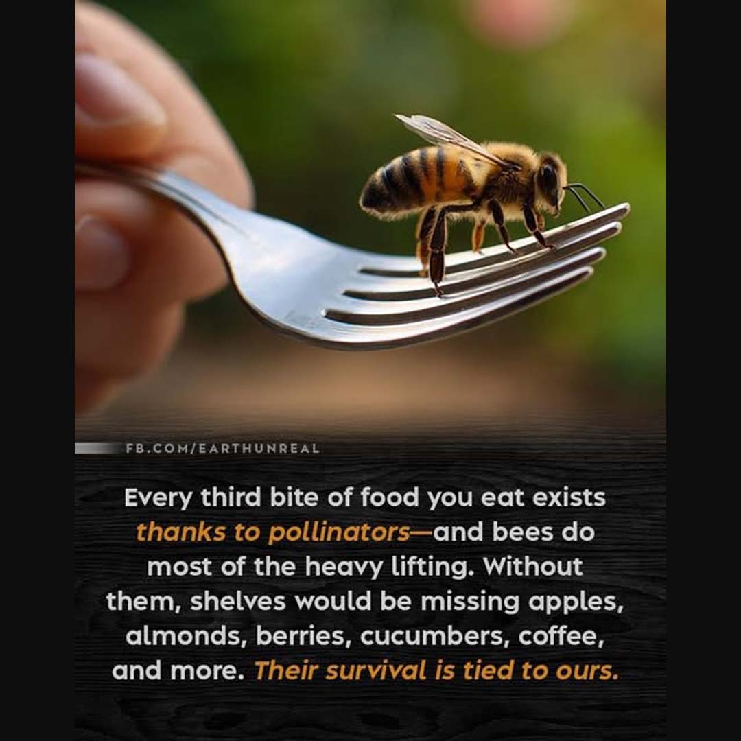 1 OUT OF EVERY 3 BITES Of Food We Eat Depends on Bees