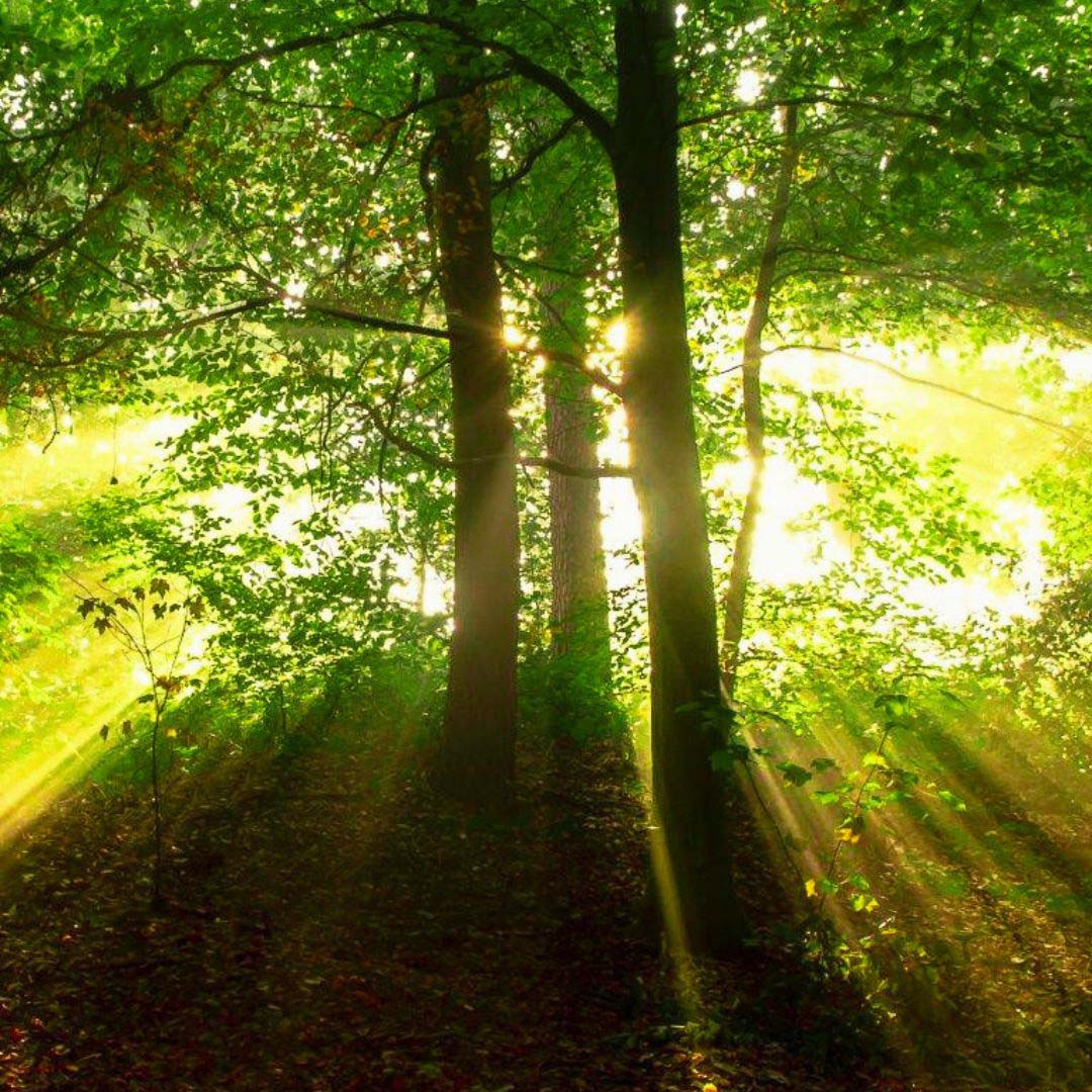 THE POWER OF TREES