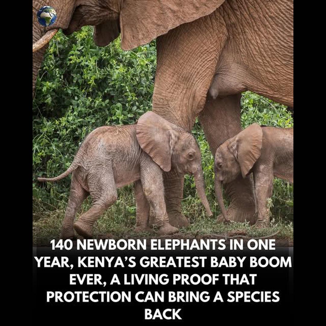 SUCCESSFUL ELEPHANT CONSERVATION
