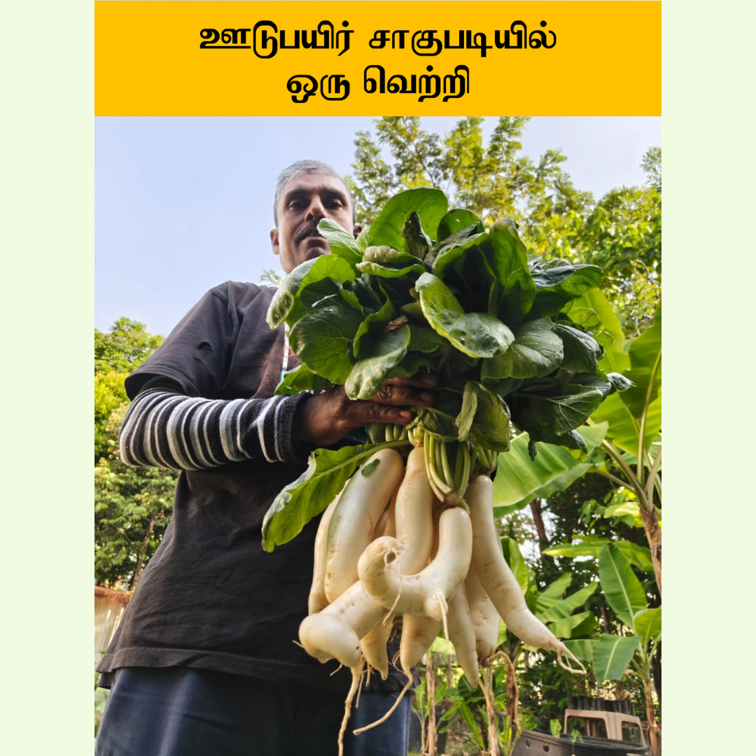 ஊடுபயிர் சாகுபடியில் ஒரு வெற்றி