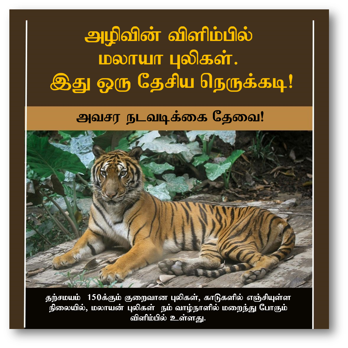 அழிவின் விளிம்பில் மலாயா புலிகள்! அவசர நடவடிக்கை தேவை! இது ஒரு தேசிய நெருக்கடி. பினாங்கு பயனீட்டாளர் சங்கம் வேண்டுகோள்!