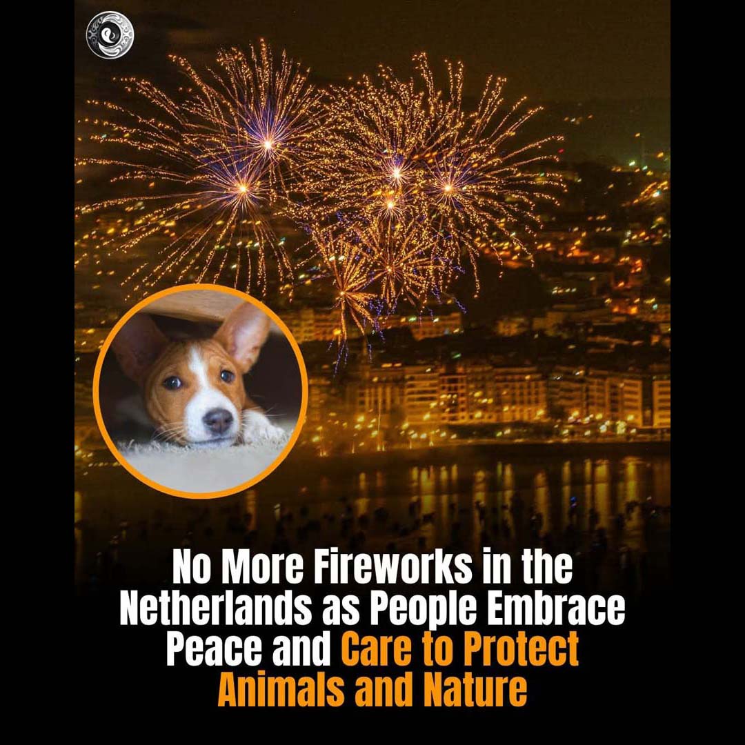 Netherlands Bans Fireworks to Protect People, Animals and the Environment