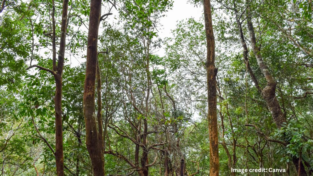 A Stronger Sustainable Finance Taxonomy is Needed for Our Forests, Biodiversity and Community Rights