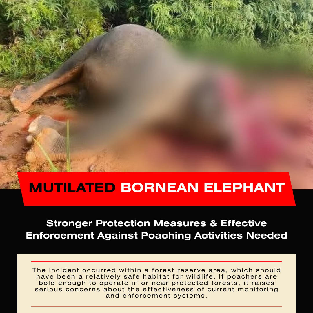 Mutilated Bornean Elephant a Wake-Up Call for Sabah’s Wildlife Protection