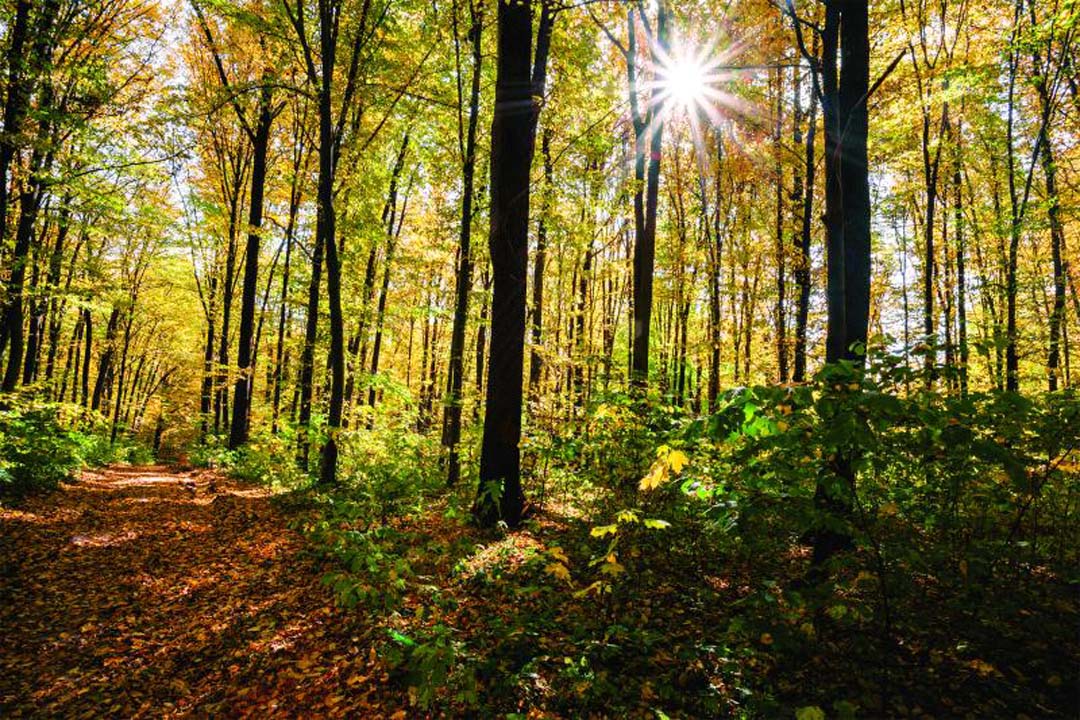 HEALTH BENEFITS FROM FORESTS