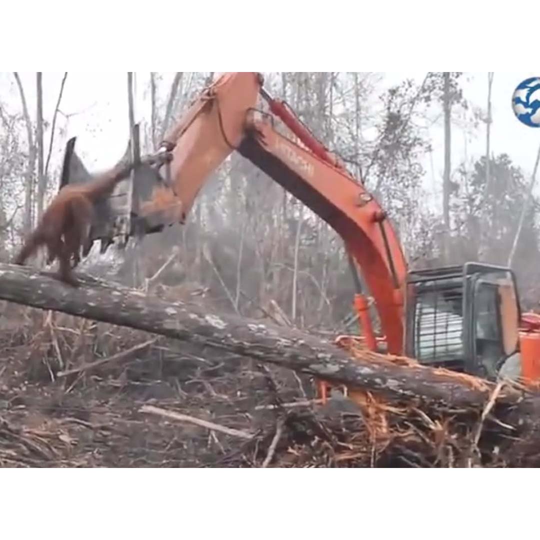 An Orangutan’s Desperate Attempt to Protect Its Home