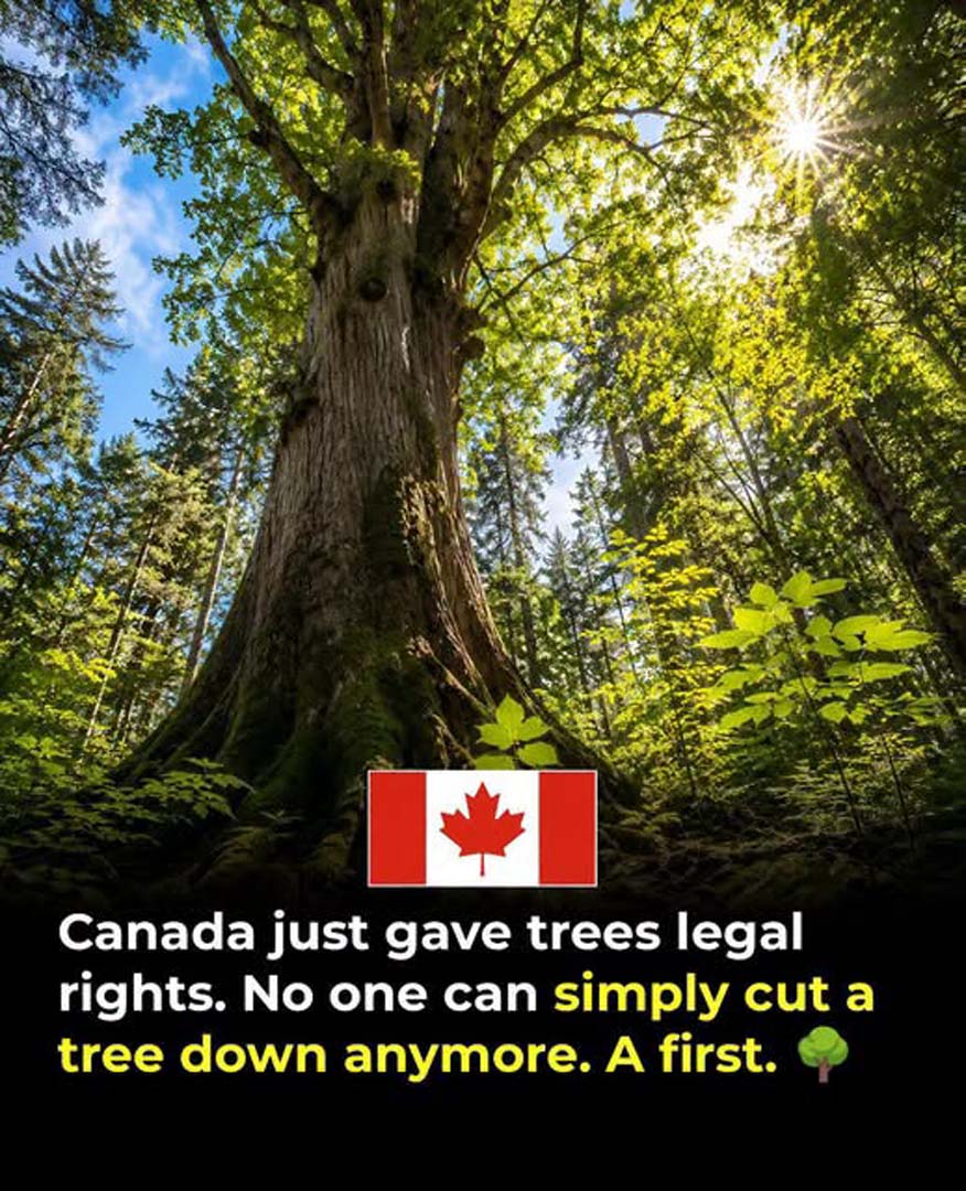 Canadian Town Grants Legal Rights to Trees in Landmark Environmental Move