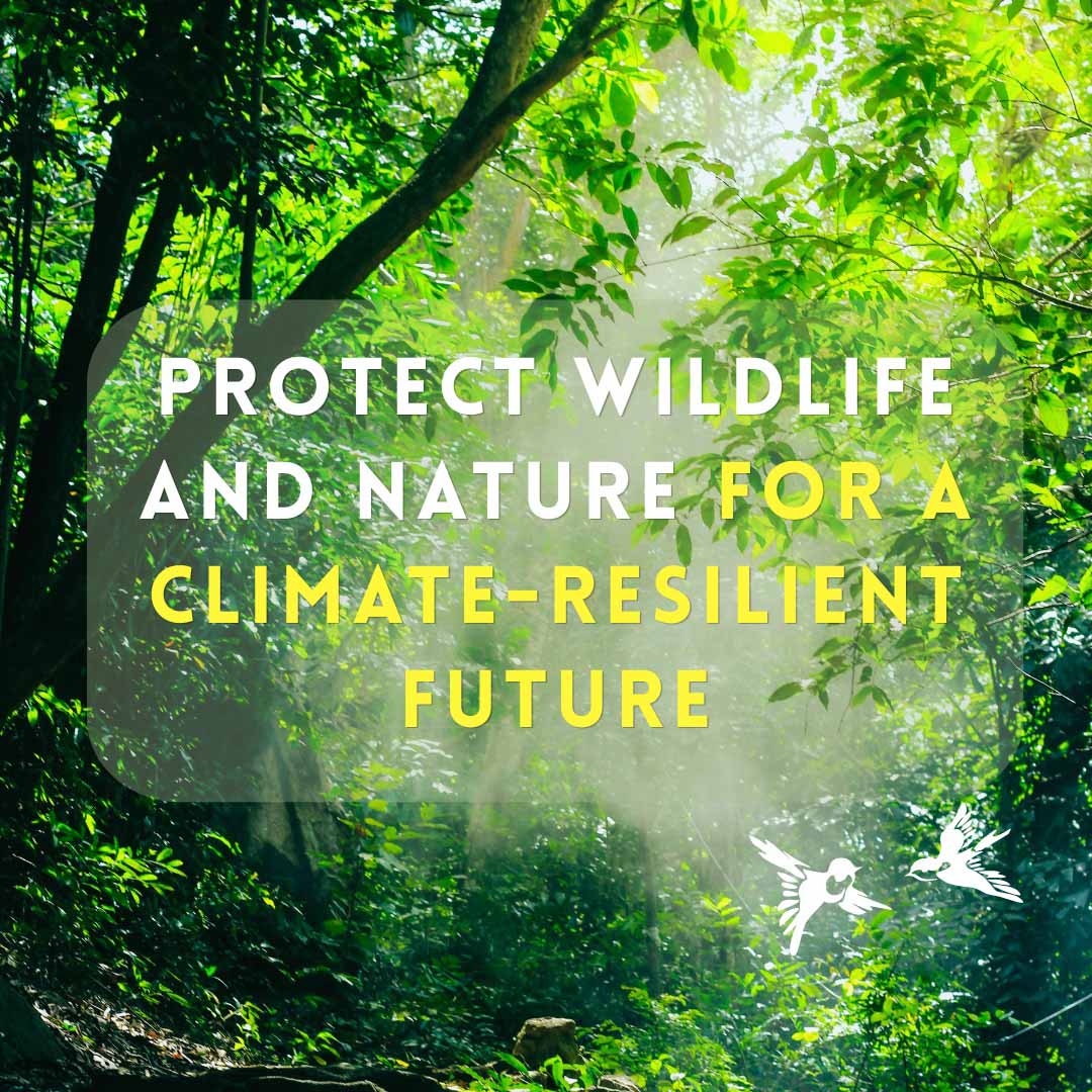 WORLD ENVIRONMENT DAY 2026: PROTECTING WILDLIFE AND NATURE FOR A CLIMATE-RESILIENT FUTURE