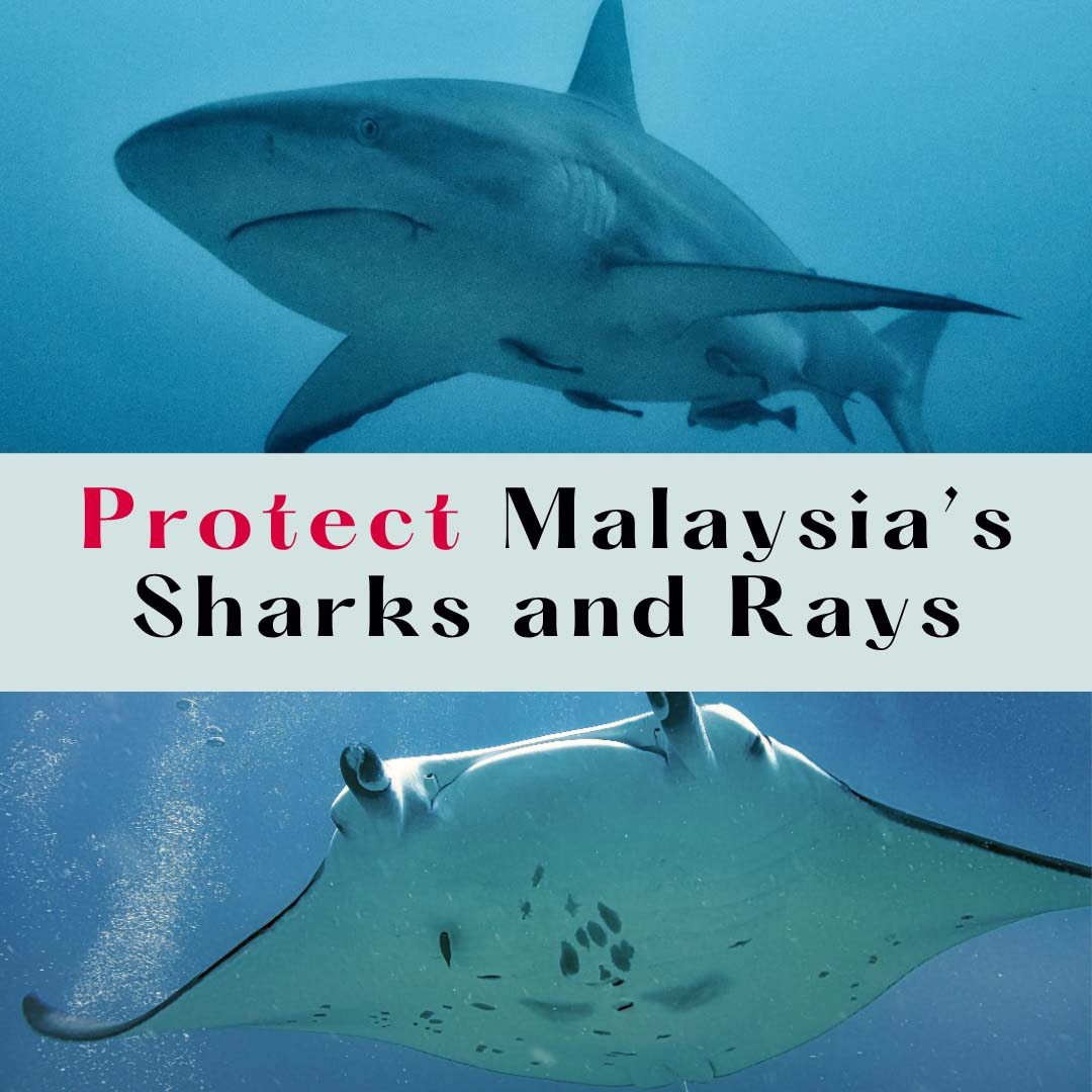 Protecting Malaysia’s Sharks and Rays is Protecting Our Oceans