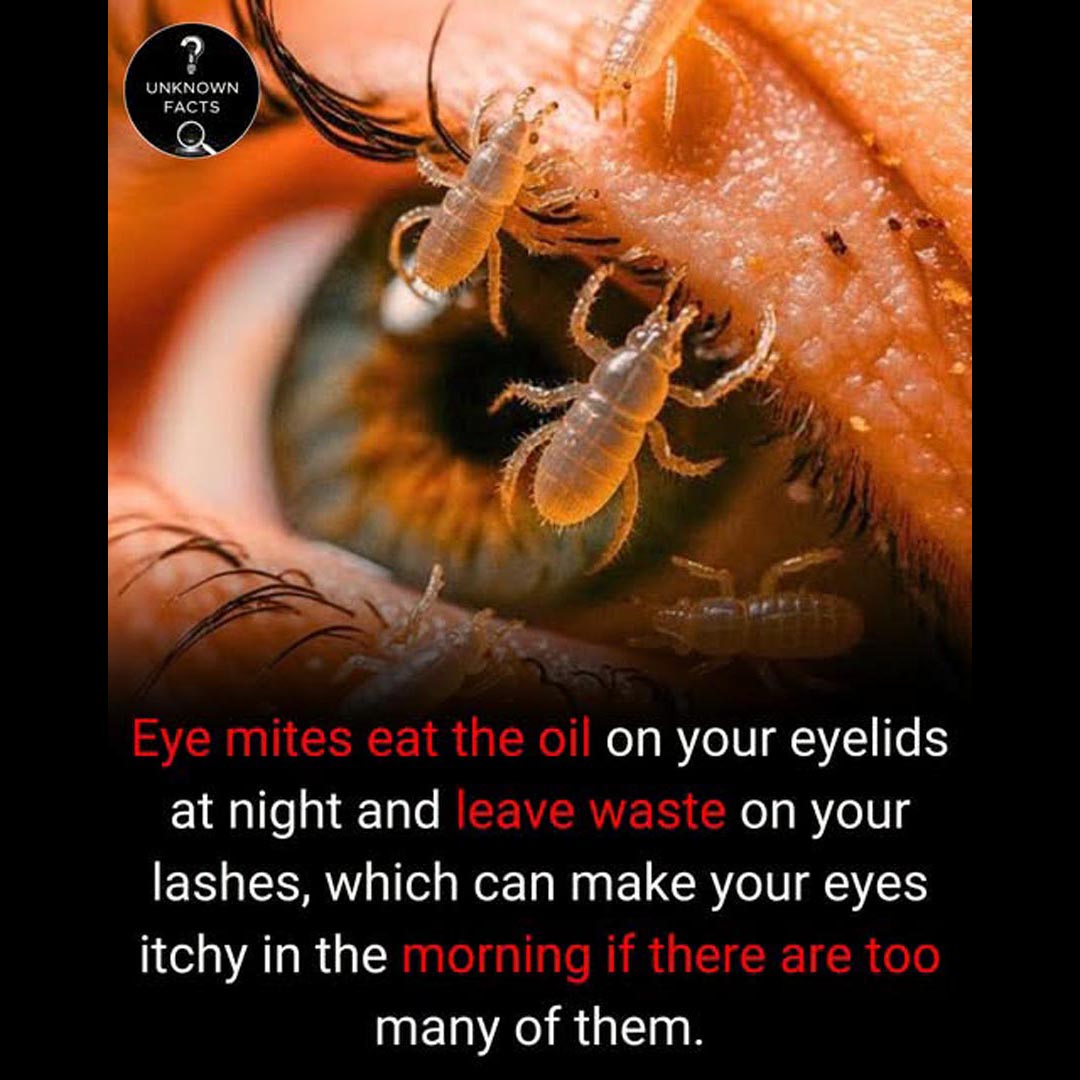 Eye Itch in the Morning?