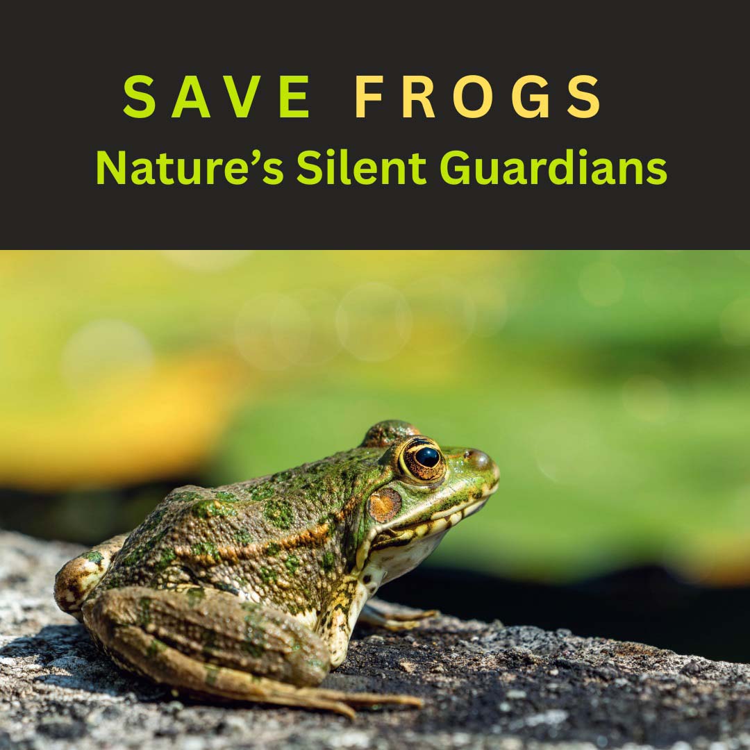 Saving Frogs, Safeguarding Our Ecosystems