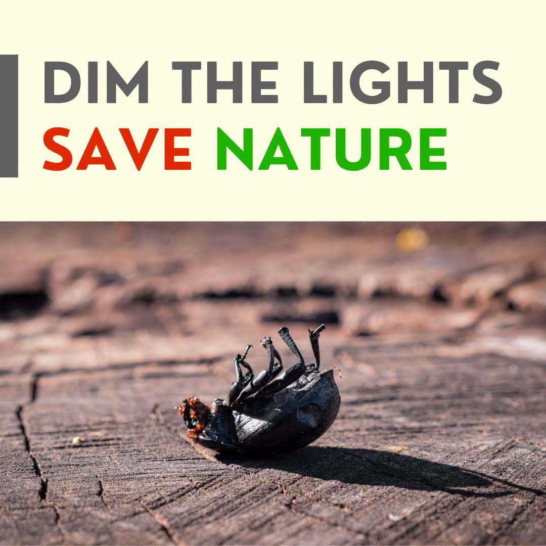Dim The Lights, Save Nature