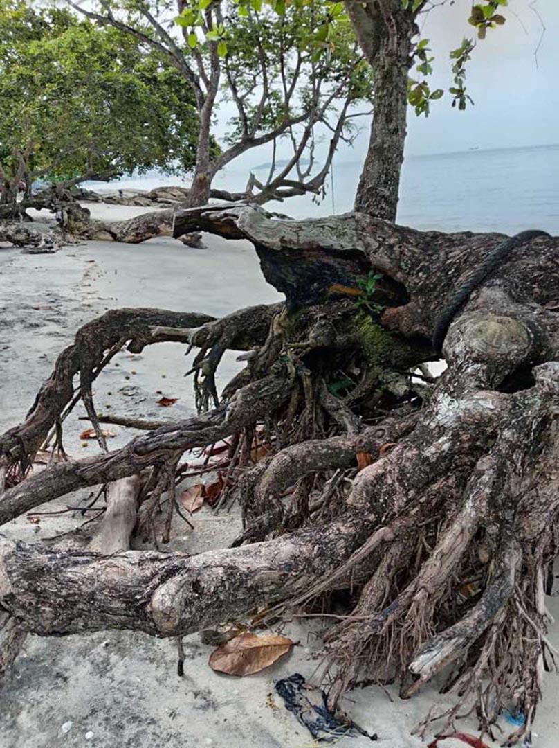 SELAMATKAN PANTAI TANJUNG ASAM : CAP