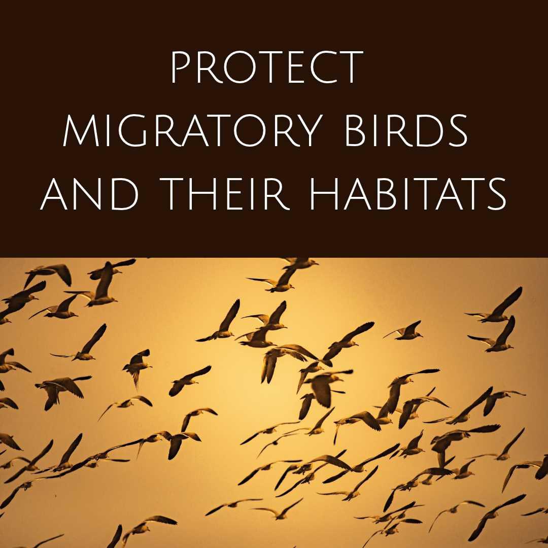 Protect Migratory Birds and their Habitats