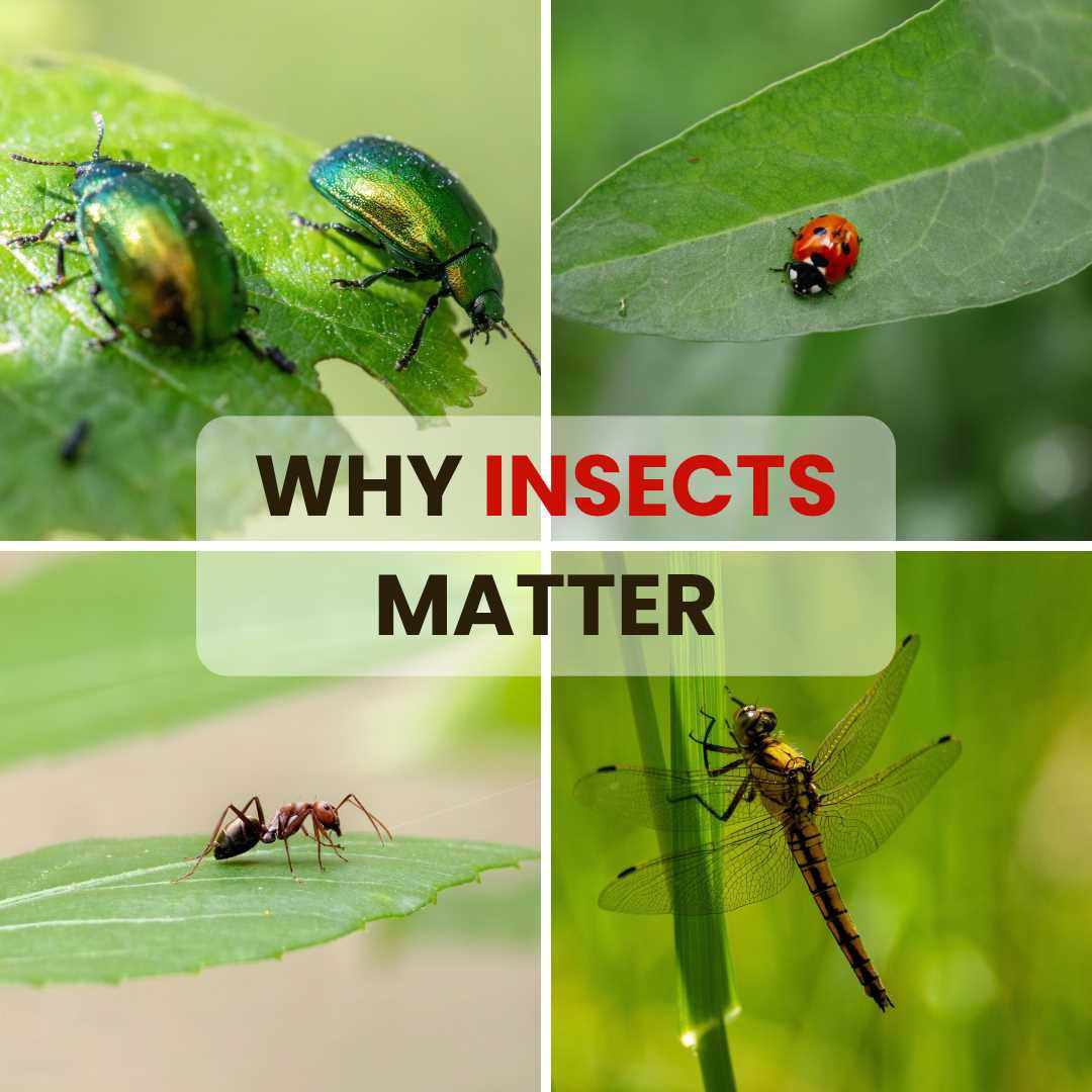 Insects: Why Their Role Matters to Us
