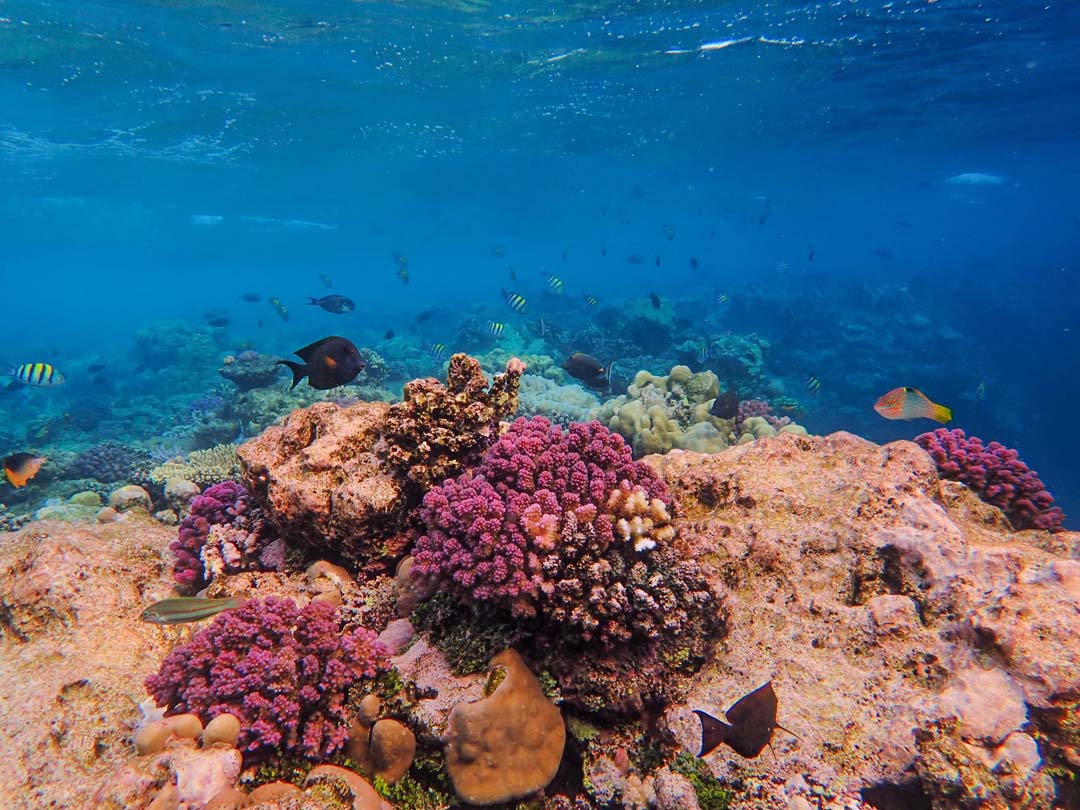 Almost all shallow-water coral reefs now face extinction risk, study warns